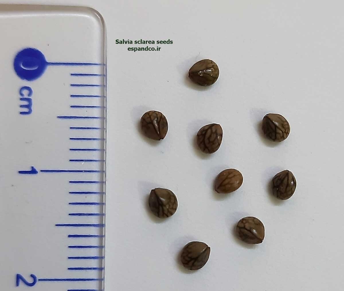 Salvia sclarea seeds